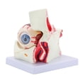 thumbnail image 1 of JZROCKER 6 Times Eye Anatomy Model Removable Eyeball Anatomy Model Organs Teaching Prop,, 1 of 20