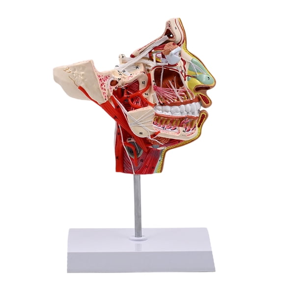 JZROCKER Human Half Head Model Human Chops-facials Vascular Blood Vessels Model Medicals Teaching Tool for Lab School Study