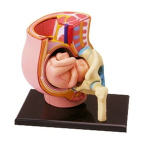 JZROCKER Human Pregnant Pelvis Section Model With Baby Fetus Uterus Model Science Toy