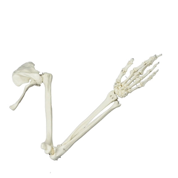 JZROCKER Medicals Anatomical Model Human Skeleton Arm Skeletons Study Model Life Size Human Arm Joint Model Arm Skeleton Model