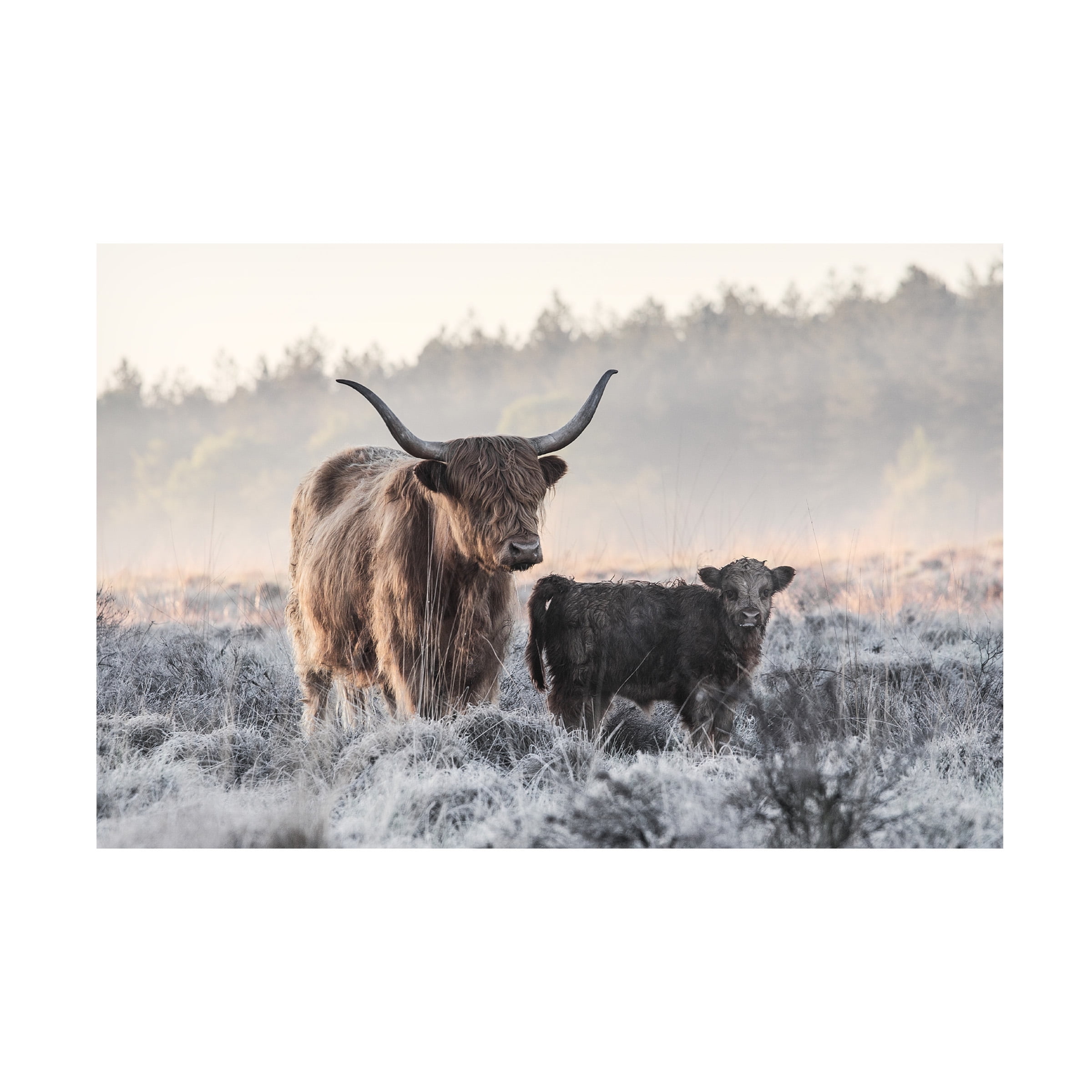 Jaap Van Den 'Highlander And Calf' Canvas Art