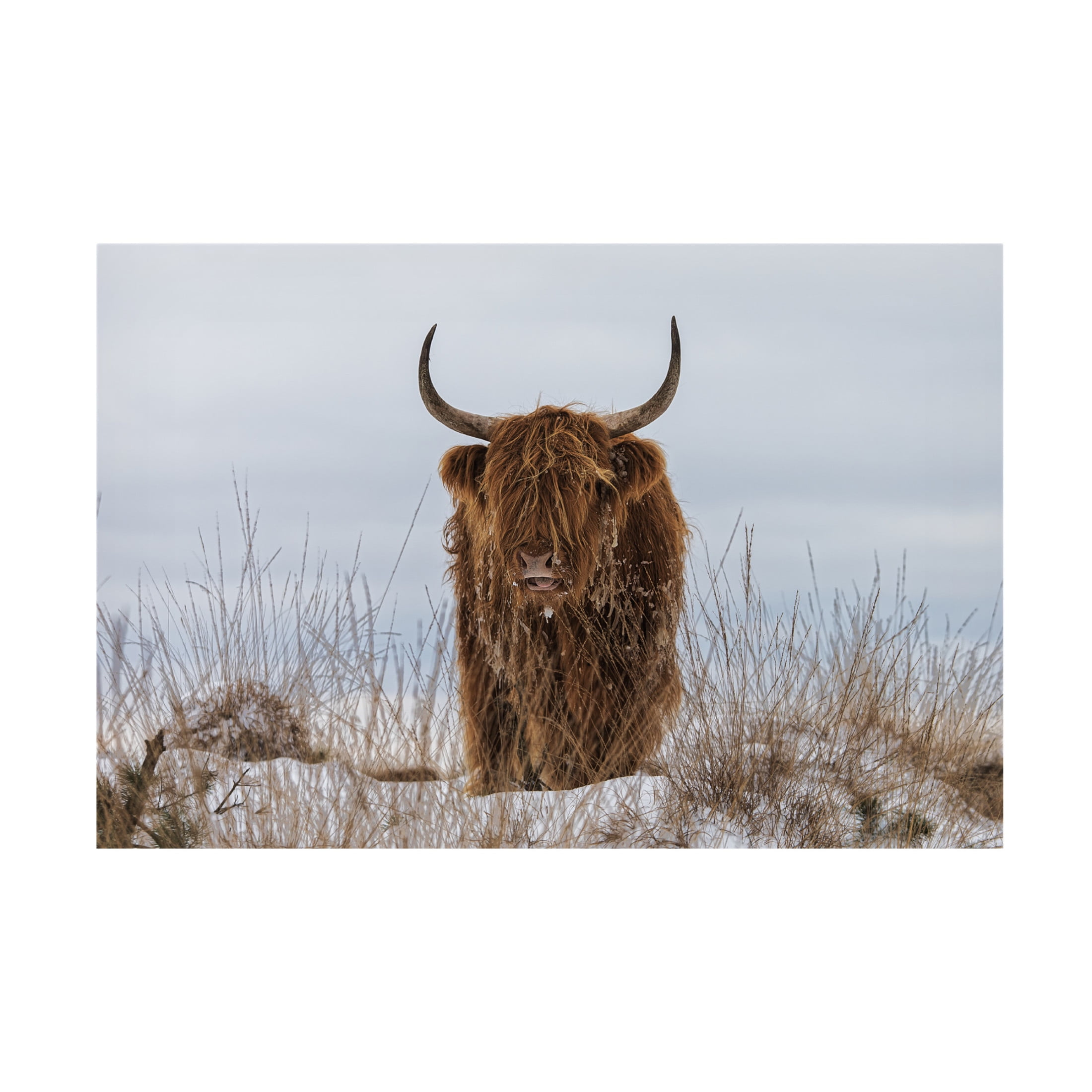 Jaap van den 'Highlander In Snow' Canvas Art - 24 x 16 Inches