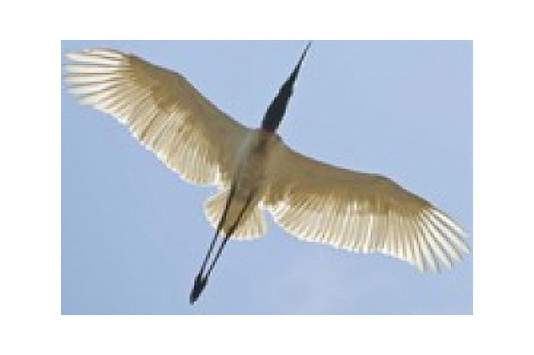 Jabiru stork (Jabiru mycteria) in flight Three Brothers River Meeting of the Waters State Park Pantanal Wetlands Brazil Canvas Art - Panoramic Images (16 x 11)