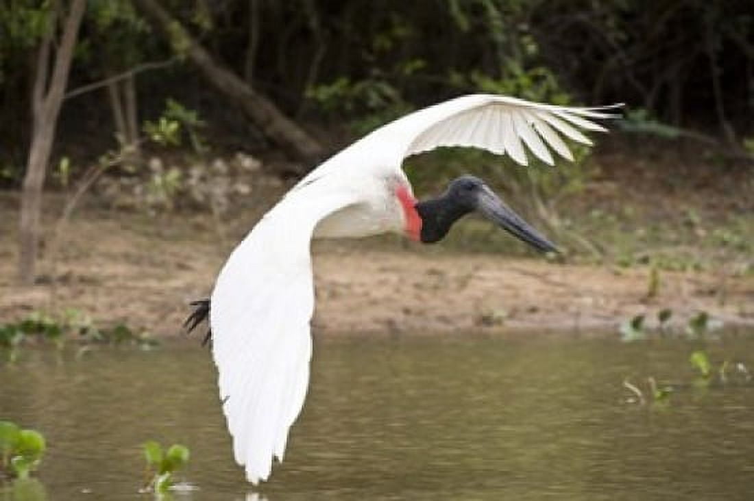 Jabiru stork (Jabiru mycteria) in flight Three Brothers River Meeting of the Waters State Park Pantanal Wetlands Brazil Canvas Art - Panoramic Images (16 x 11)