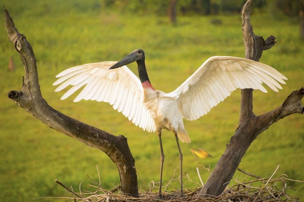 Jabiru stork (jabiru mycteria) spreads its wings on a nestPantanal brazil Canvas Art - Cathy Hart Design Pics (18 x 12)