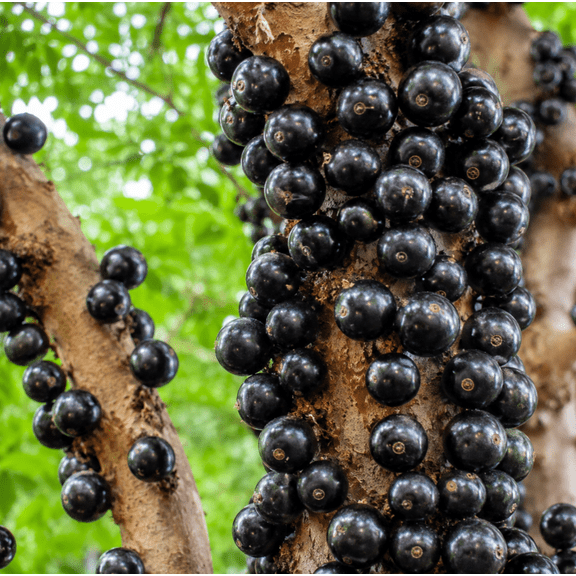 Jaboticaba Live Plant 1 Feet Tall, Tropical Fruit Tree Starter for Garden, Patio and Container Growing