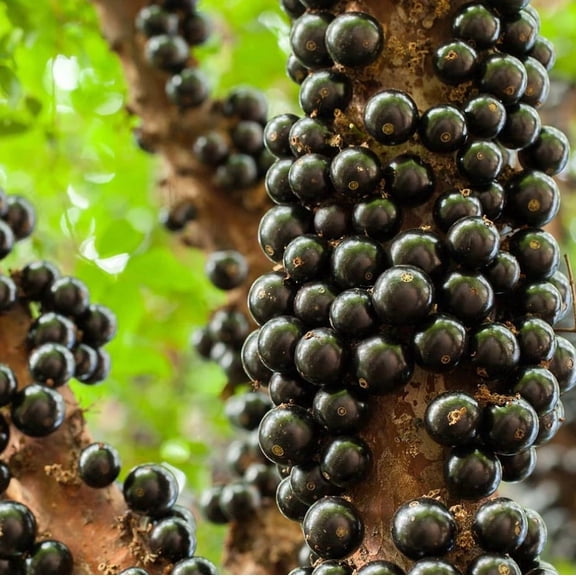 Jaboticaba Live Starter Plant 1 Foot Tall Tropical Jabuticaba Fruit Tree for Outdoor Garden, Containers, Patio & Home Orchard