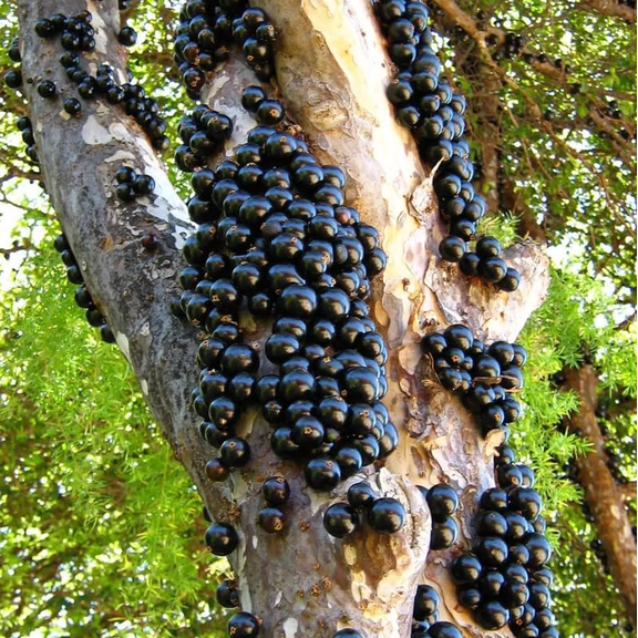 Jaboticaba Live Starter Plants for Planting, Unique Tropical Fruit Tree with Sweet, Well-Rooted Brazilian Grape Tree, 1 Ft Tall, No Ship Pot