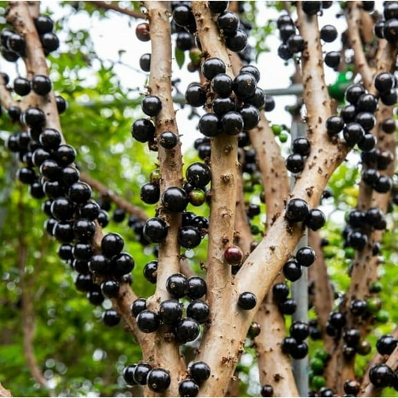 Jaboticaba Plant 1 Feet Tall for Planting, Black Jaboticaba Tree, Jabuticaba Plant Well Rooted, Sweet Tropical Fruit Tree