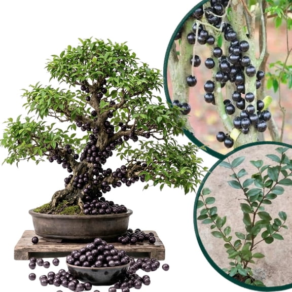 Jaboticaba Tree Live Plant, 1 Feet Tall, Hardy Jaboticaba Plant Live, Live Fruit Tree for Outdoor Planting, Well-Rooted
