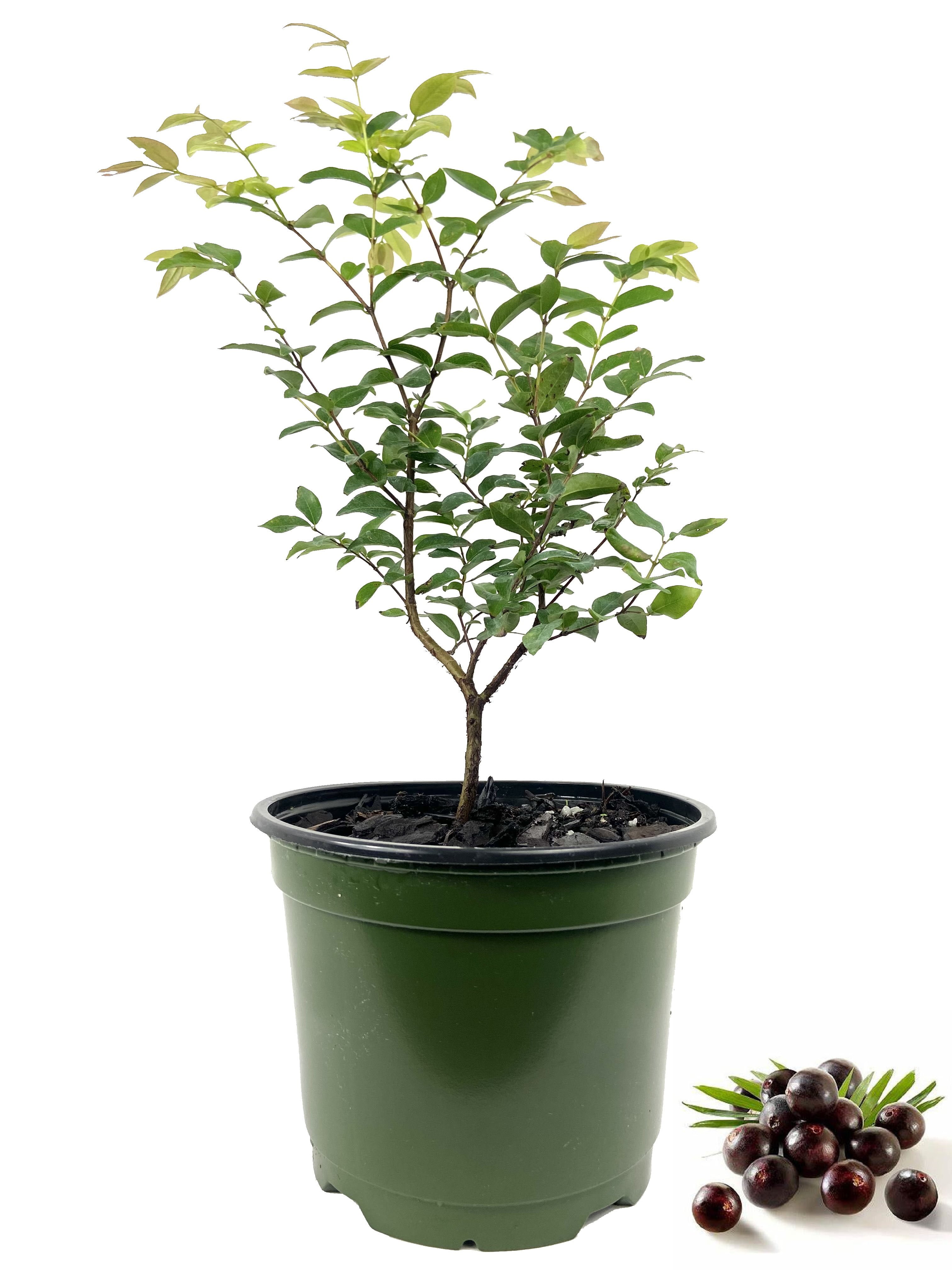 Jaboticaba Tree Live Plant in a 6 inch Growers Pot Plinia