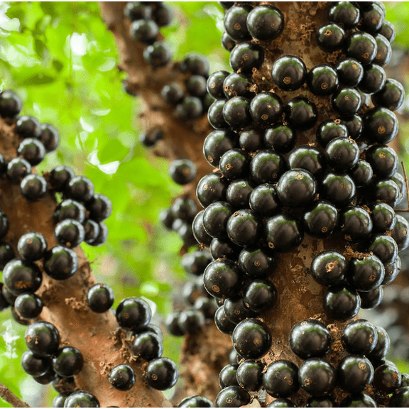 Jaboticaba Tree Starter Live Tree 1 Feet Tall, Brazilian Grape Tree, Rare Sweet Tropical Fruit Plant for Garden