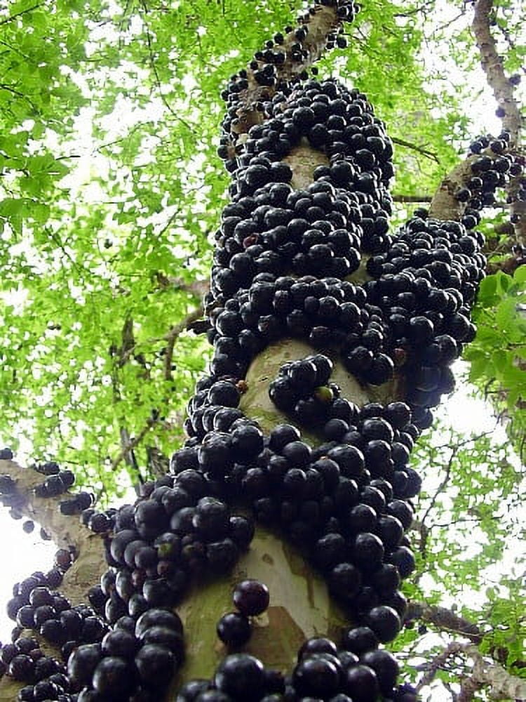 Live Indoor Jabuticaba Fruit Tree Plant - 6