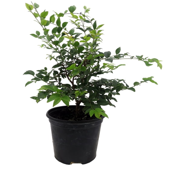 Jabuticaba Fruit Tree Plant - 6" Pot - Myrciaria -Tree That Fruits On It's Trunk