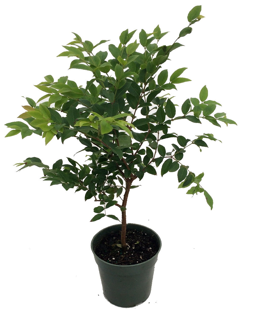 HIRT'S GARDENS Jabuticaba Tree - 4" Pot - House Plant, Outdoors or Bonsai