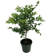 Jabuticaba Tree - 4 Pot - House Plant, Outdoors or Bonsai