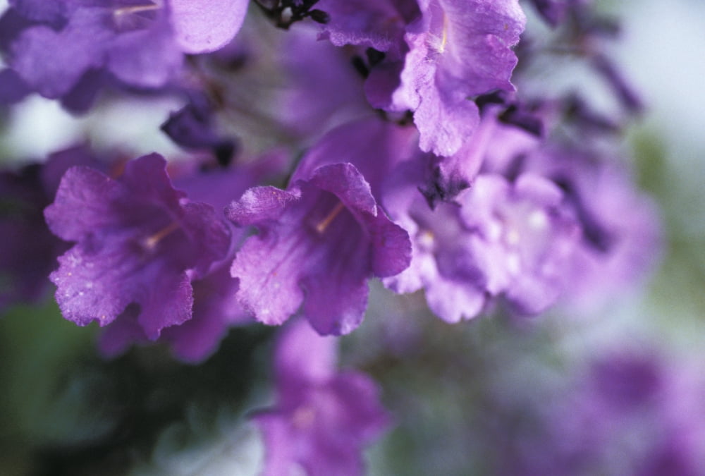 Jacaranda Fern Tree (Jacaranda Acutifolia) Soft Focus Purple Flowers Canvas Art - Chris Abraham Design Pics (17 x 11)