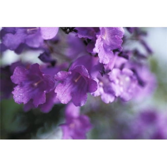 Jacaranda Fern Tree Soft Focus Purple Flowers Poster Print