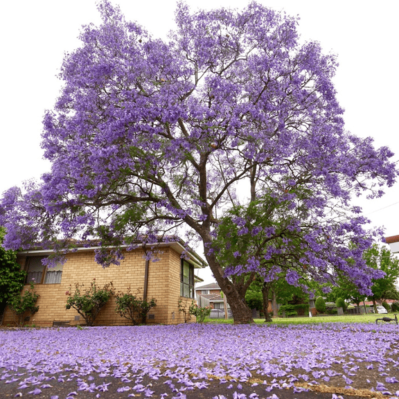 Jacaranda Live Tree in Pot for Zones 10 - 11, Blue Jacaranda Live Plant for Outdoor Growing