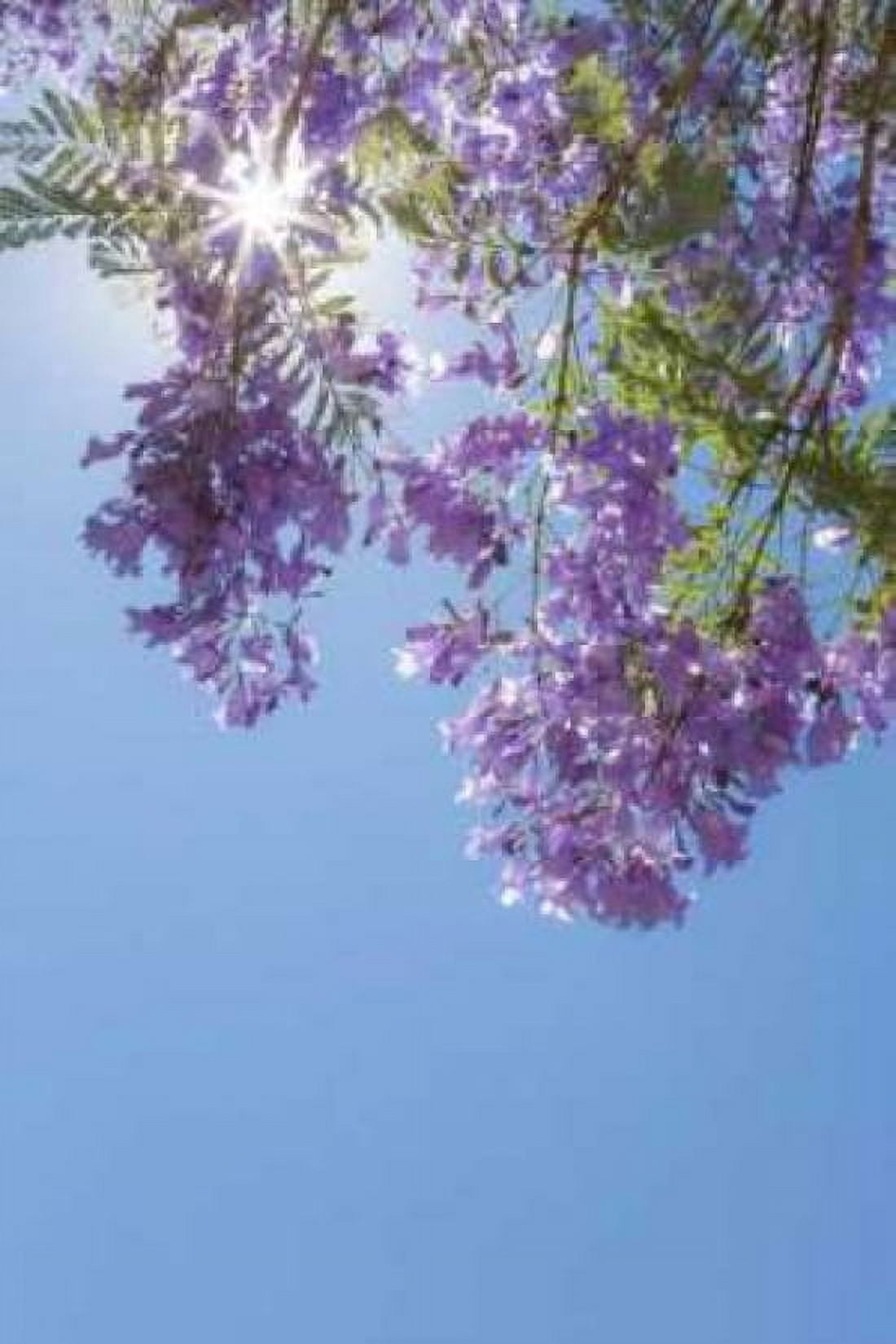 Jacaranda Tree I Canvas Art - Kathy Mahan (12 x 18)