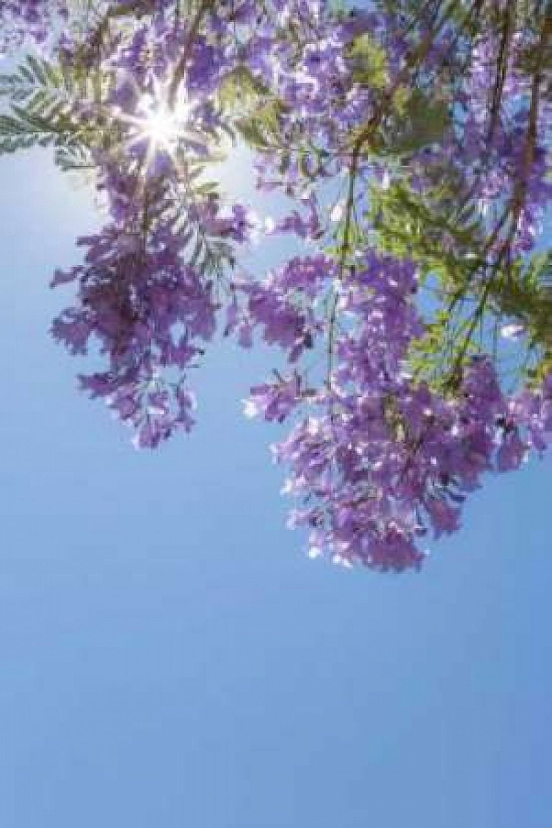 Jacaranda Tree I Canvas Art - Kathy Mahan (24 x 36)