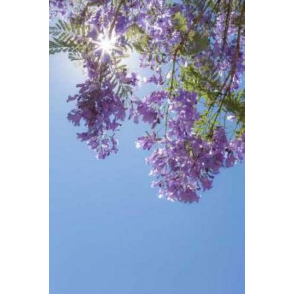 Jacaranda Tree I Poster Print by Kathy Mahan