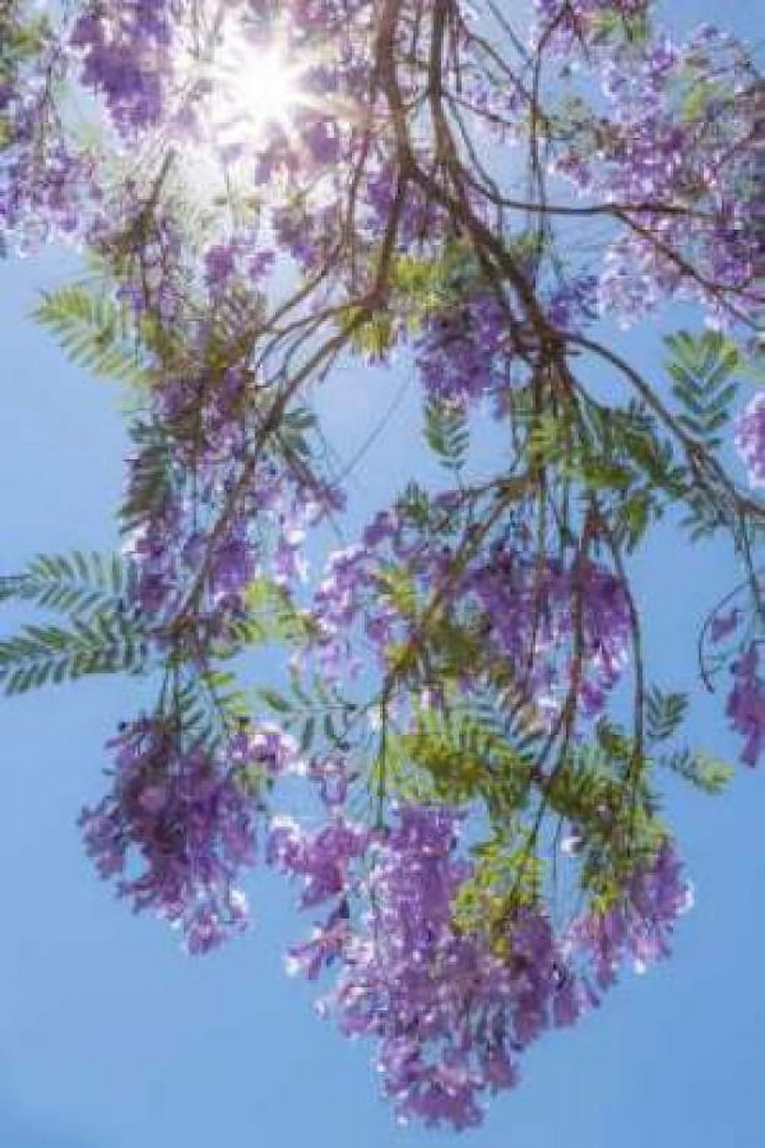 Jacaranda Tree II Canvas Art - Kathy Mahan (24 x 36)