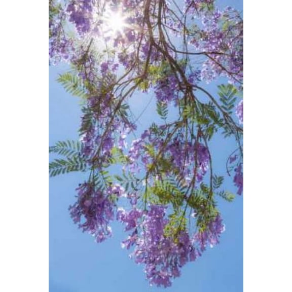 Jacaranda Tree II Poster Print by Kathy Mahan (12 x 18)