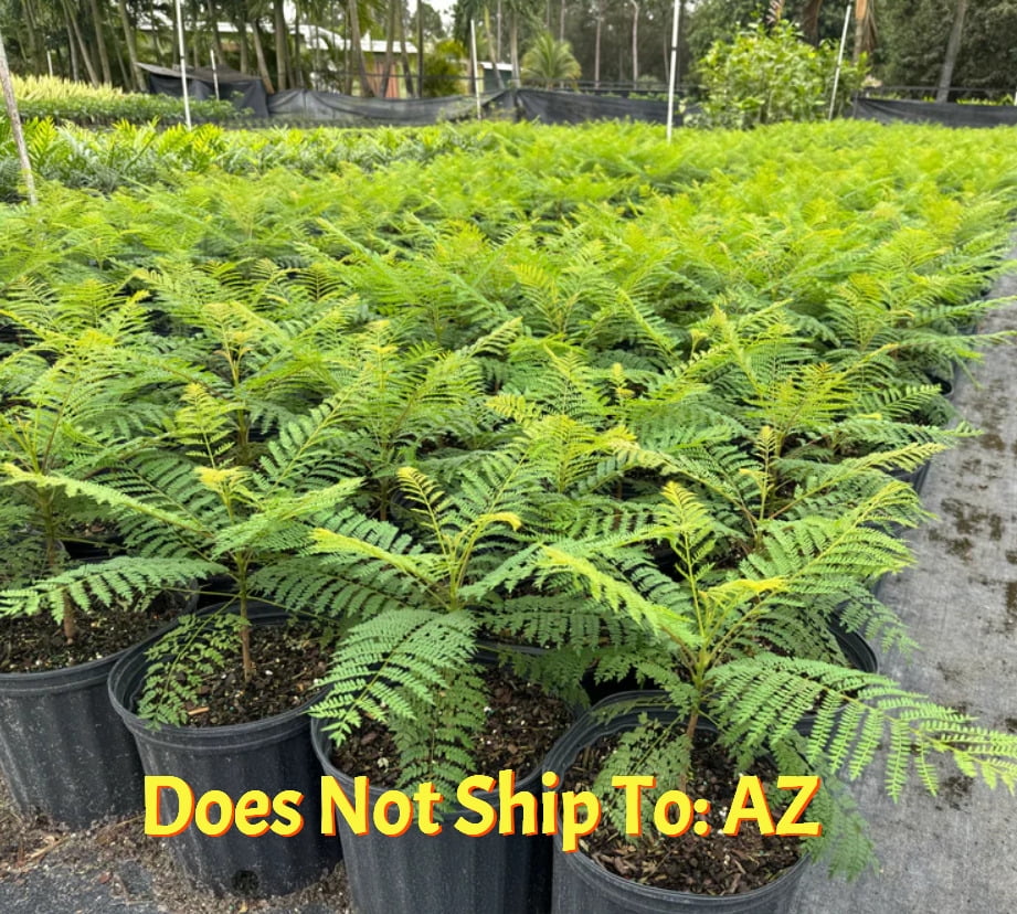 Jacaranda Tree Live Plant Purple Mimosifolia 1 Gal Pot 12 FT Overall Height