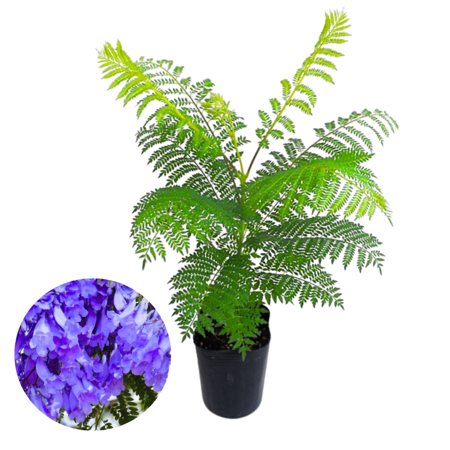 Jacaranda Tree Plant Live, 8-10 Inc Tall, Easy-Care Jacaranda Plant Live, Live Jacaranda Plant for Landscaping, Vibrant Purple Blooms, 1 Year Old