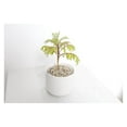 thumbnail image 1 of Jacaranda Tree Starter Kit - Blue Flowering Tree, 3 Inch Pot with White Ceramic Planter & Sand Topper - Indoor Bonsai Growing Kit for Beginners, 1 of 9