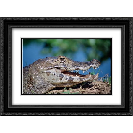 Jacare Caiman portrait, Pantanal, Brazil 2x Matted 24x18 Black Ornate Framed Art Print by De Roy, Tui