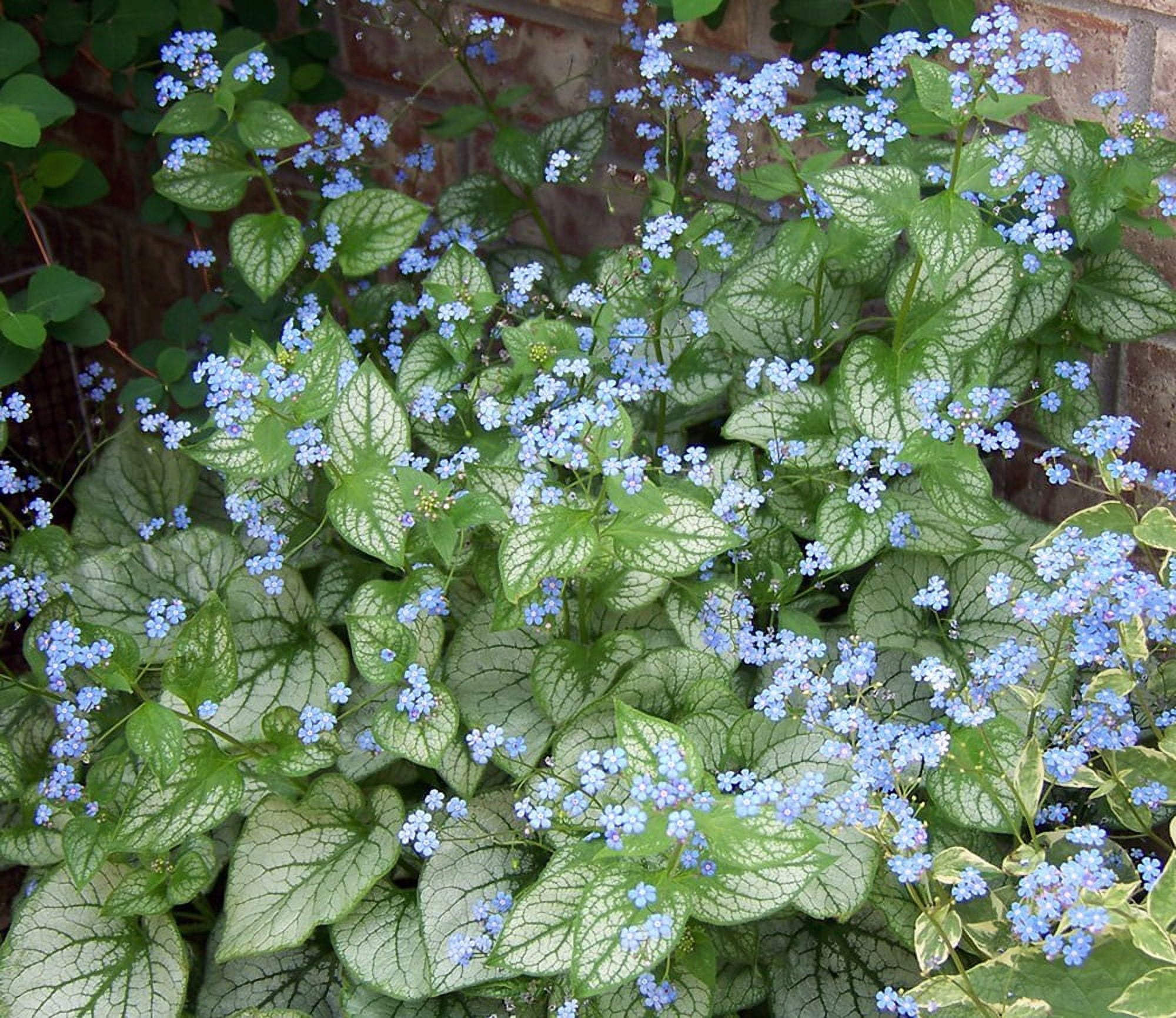 Jack Frost Brunnera - Shade - Blue Flowers - Live Plant - Gallon Pot