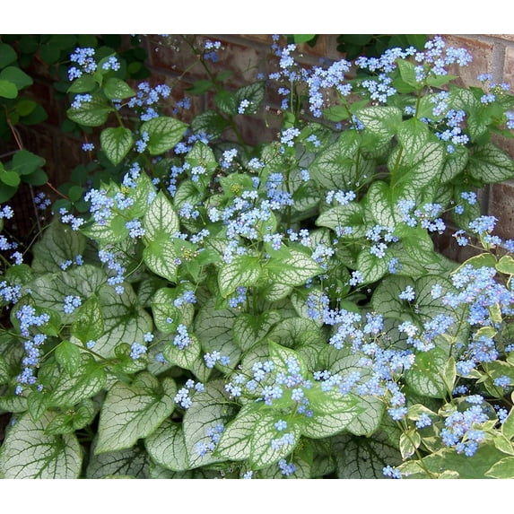 Jack Frost Brunnera - Shade - Blue Flowers - Live Plant - Gallon Pot