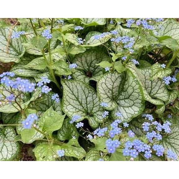 Jack Frost Bugloss - 1 Gallon Shade Perennial
