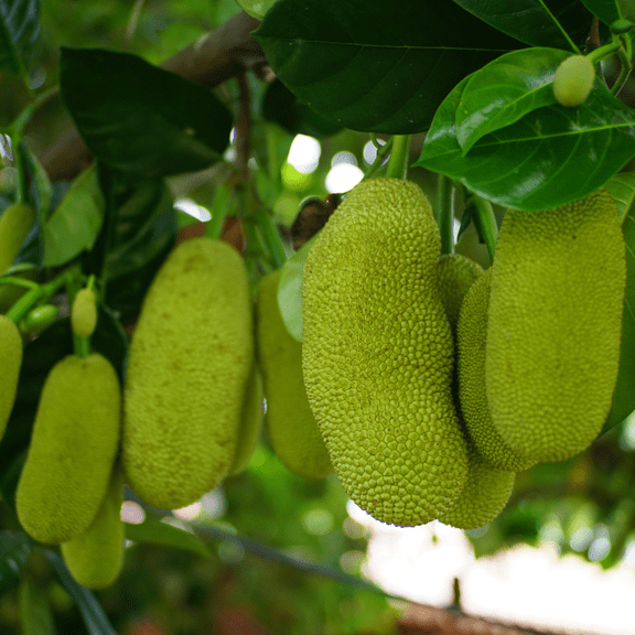 Jack Fruit Live Plant, Jackfruit Tropical Fruit Tree, 4 to 7 inches Tall, 4 inch Pot for Planting