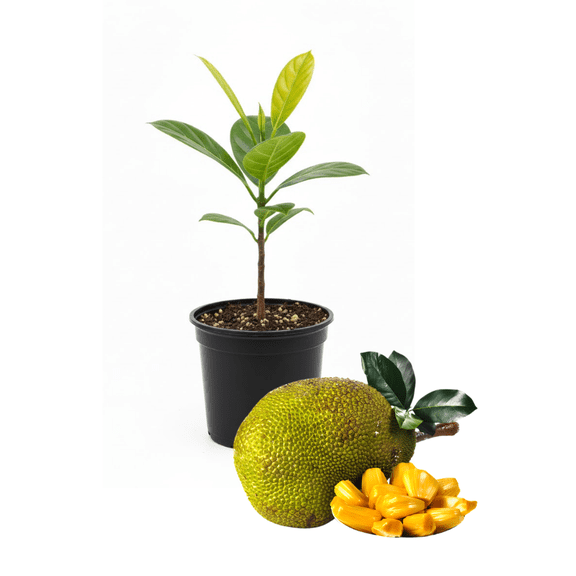 Jack Fruit Plant, Jackfruit Tree Live Plant, Sweet Fruit Tree, 4-7 inches in Height, 4 inch Pot for Growing