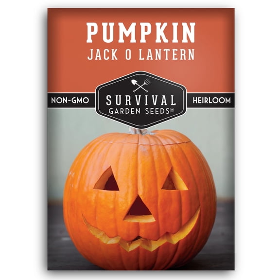 1 Pack Jack-O-Lantern Pumpkin Seeds - Non-GMO Heirloom Full Sun Annual Vegetable