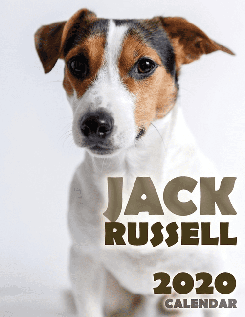 Jack Russell 2020 Calendar (Paperback)