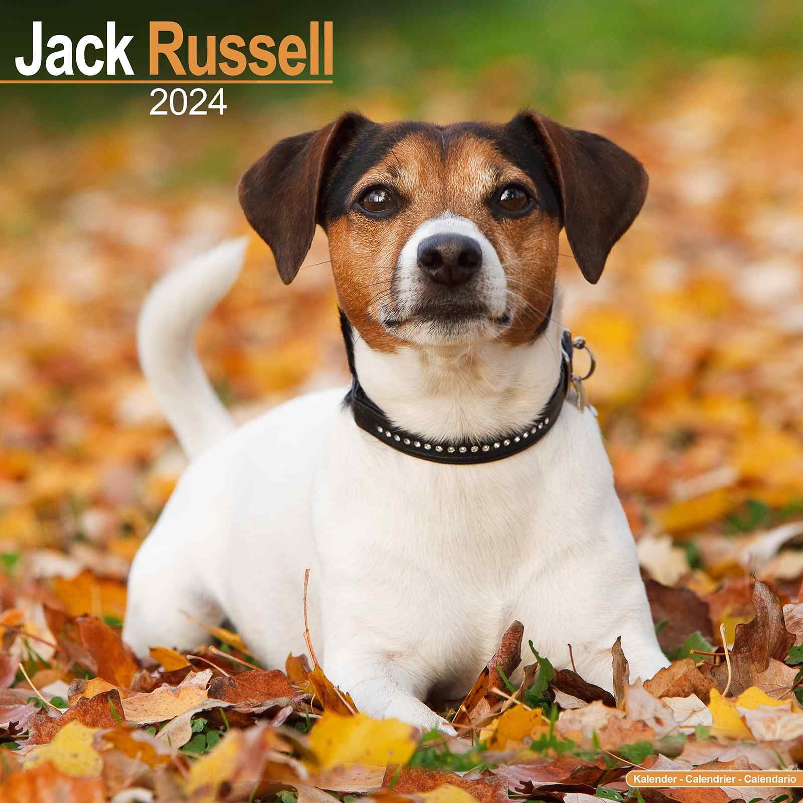 Jack Russell Calendar 2024 Jack Russell Dog Breed Calendar Jack