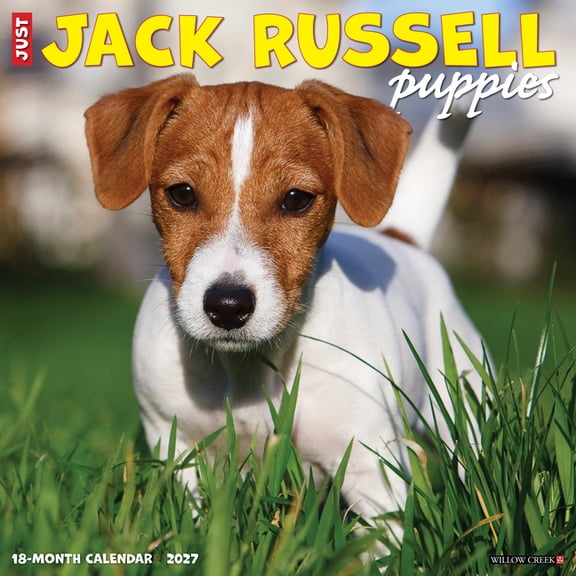 Jack Russell Puppies 2027 12 X 12 Wall Calendar, (Paperback)