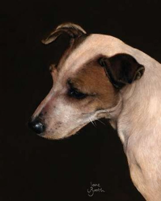 Jack Russell Study Canvas Art - Jane Booth (24 x 30)
