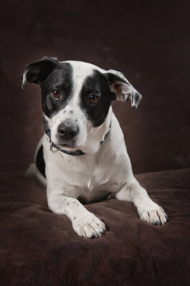 Jack Russell Terrier On A Brown Studio Background Canvas Art - Corey Hochachka Design Pics (24 x 38)