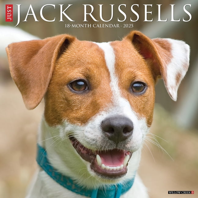 Jack Russells 2026 12 X 12 Wall Calendar, (Hardcover)