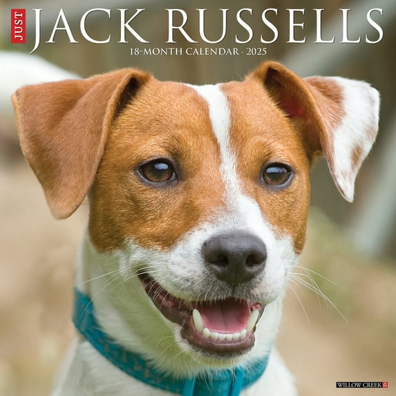 Jack Russells 2026 12 X 12 Wall Calendar, (Hardcover)