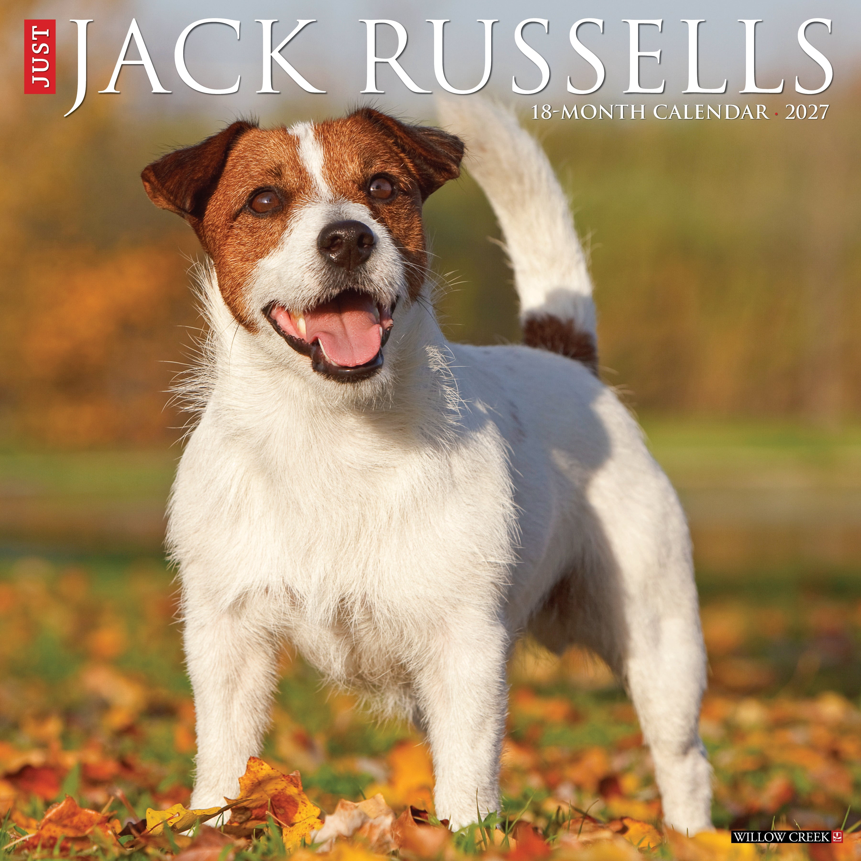 Willow Creek Press, Jack Russells 2027 Wall Calendar