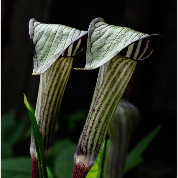 Jack-in-The-Pulpit Plant Roostock for Growing Rare Woodland Native with Distinctive and Striking Hooded Spring Blooms - Seedlings to Grow in Your Garden - Easy to Grow (3 Roots)