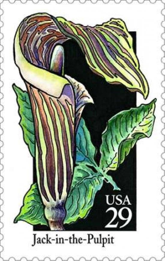 Jack-in-the-pulpit Canvas Art - US POSTAL SERVICE (12 x 18)