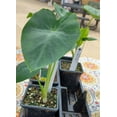 Jack's Giant Elephant Ear Colocasia esculenta Live Plant