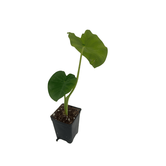 Jack's Giant Elephant Ear Plant - Colocasia Esculenta - 2.5 " Pot